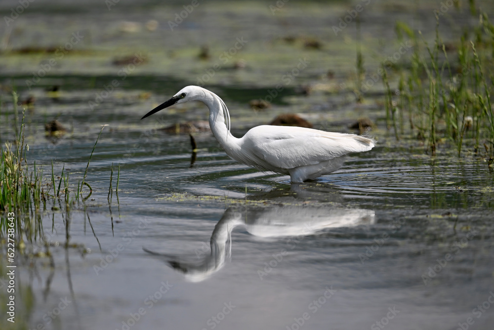Seidenreiher // Little egret (Egretta garzetta) - Lake Kerkini, Greece Seidenreiher // Little egret (Egretta garzetta) - Lake Kerkini, Greece