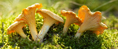 Edible mushrooms in a forest on green background, Chanterelle mushrooms