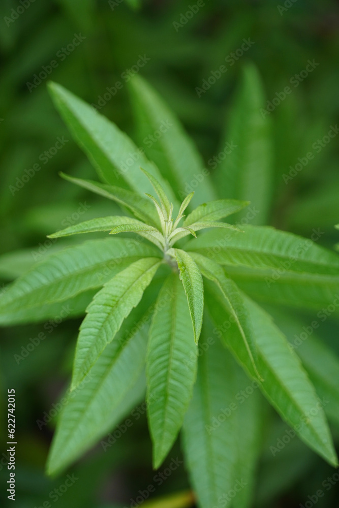 Lemon verbena plant (Lippia triphylla). Background of green leaves. Lemon verbena plant (Lippia triphylla). Background of green leaves.