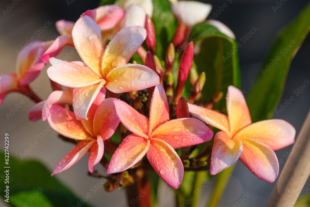 Frangipani Whirl Wind Frangipani Whirl Wind