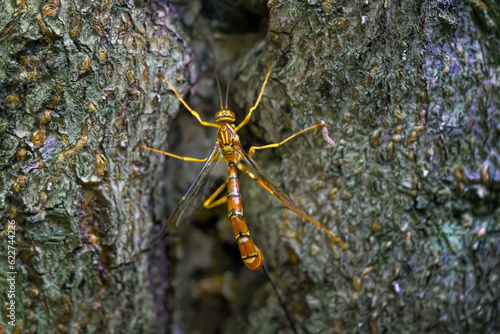 An Ichneumon Wasp on the side of a tree at Chenango State Park in Upstate NY.  Scary insect but harmless.  photo