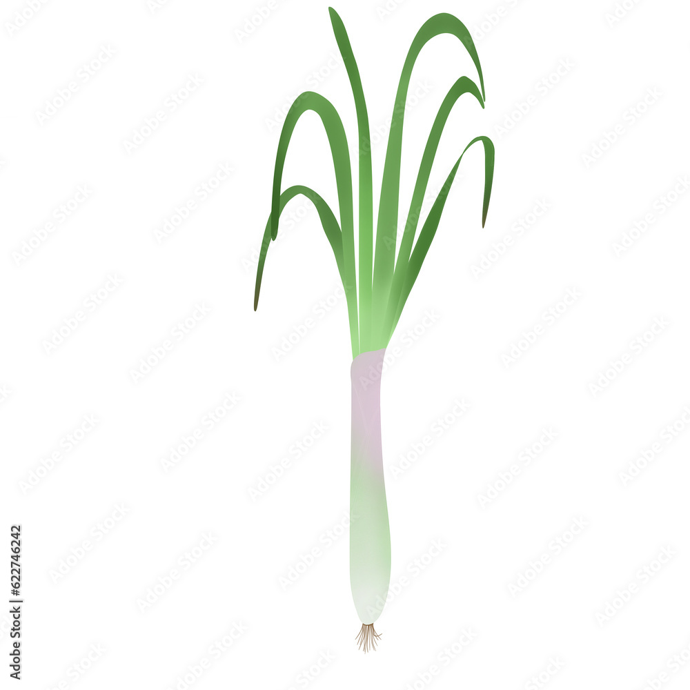 Single onion is a biennial plant. There are white and purple heads underground. The leaves are long tubes with pointed ends. Single onion is a biennial plant. There are white and purple heads underground. The leaves are long tubes with pointed ends.