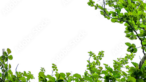 Look up view tree leaves with with clipping paths on white copy space background