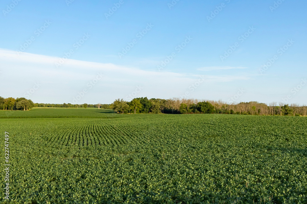 Green soybean fields on a farm with a blue sky. Green soybean fields on a farm with a blue sky.
