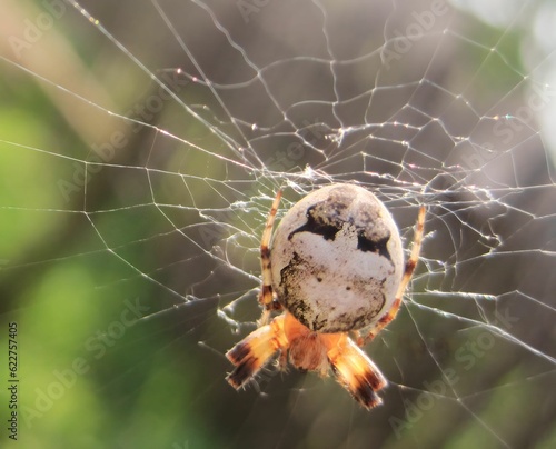 Spider on web. Araneus quadratus photo