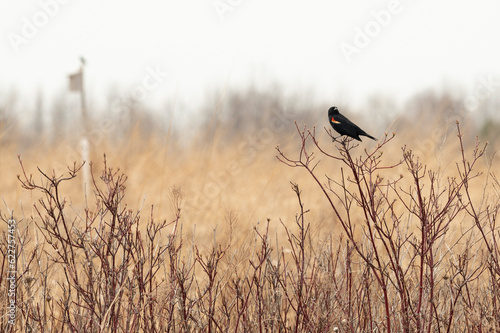 Red-winged black bird in field