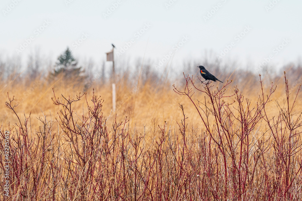 Obraz premium Red-winged black bird in field