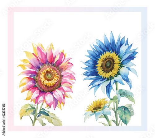 watercolor sunflower blue and pink flow botanical art ,isolated design on a white background, bright colures bouquet. photo
