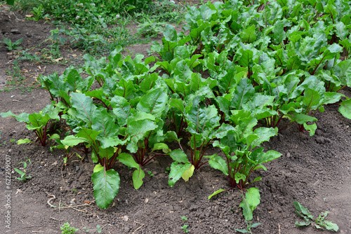 Wallpaper Mural green beetroot plants on the garden bed organic farm   Torontodigital.ca