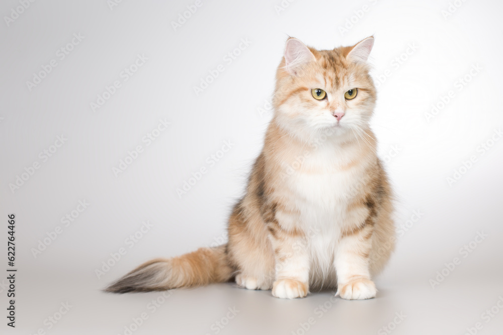 Obraz premium Pretty colored young female of siberian forest cat
