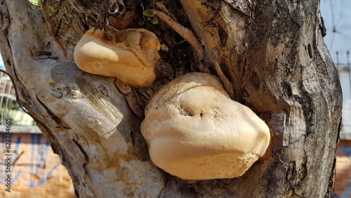 A big fungi on a tree.