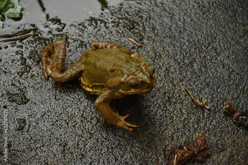 A frog watching the rain.