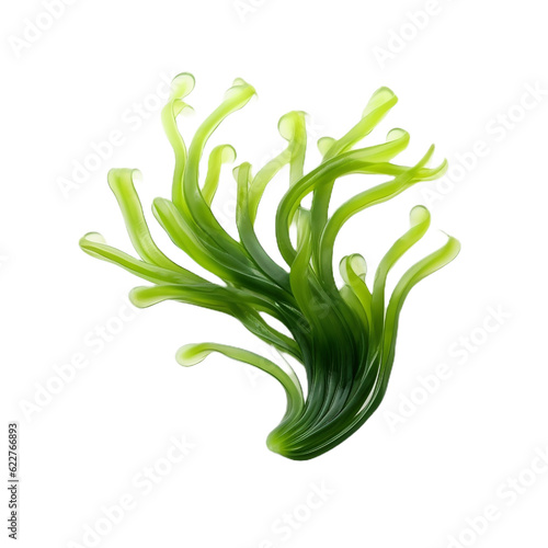 seaweed isolated on transparent background cutout, generative ai