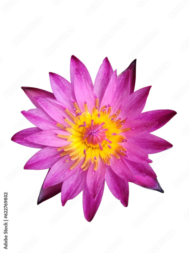 pink lotus flower on transparent background