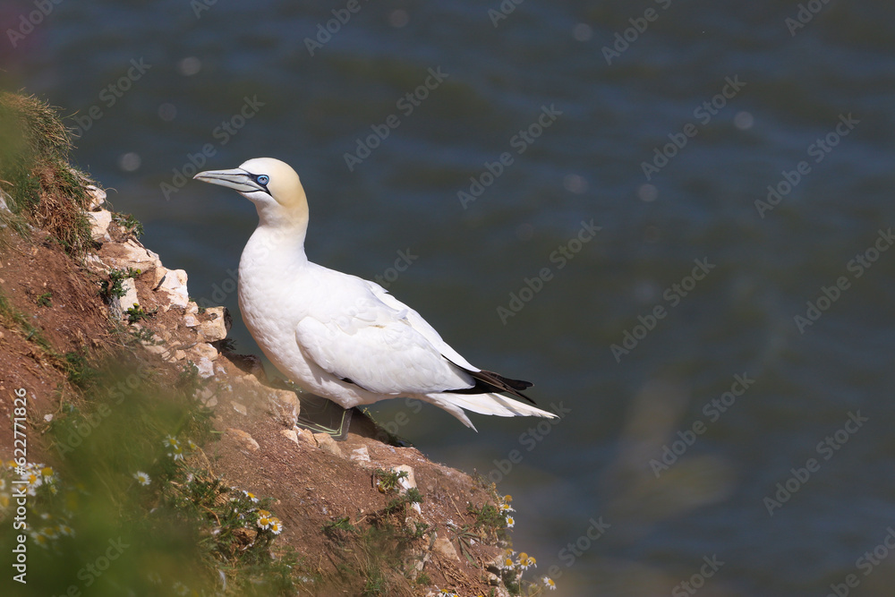 Gannet seabird sitting on the cliffs in summer. A close up showing this white birds blue eyes and large beak Gannet seabird sitting on the cliffs in summer. A close up showing this white birds blue eyes and large beak