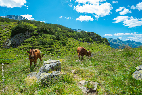 Wandern in den   sterreichischen Alpen