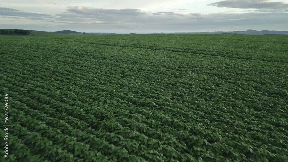 Flying over a soybean field at diffused light at low altitude. Soybean crop. Agriculture.