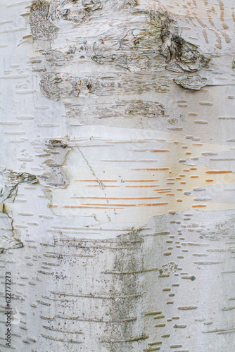 Fotografie Close up of Silver Birch tree trunk showing the textures of the bark