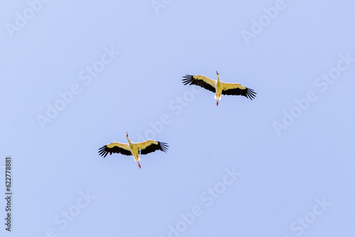 Stork in the sky