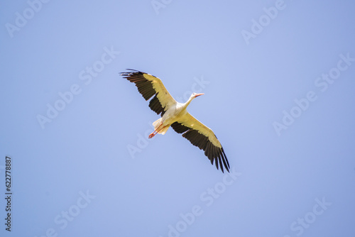 Stork flying