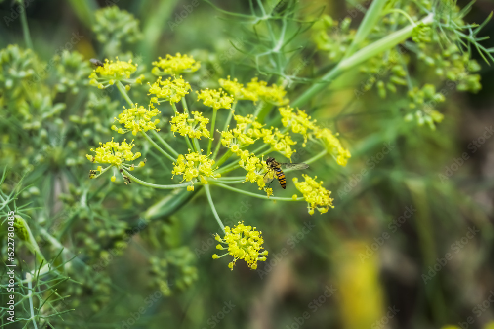 Insects or bees are perched on flowers in search of food, namely flower nectar. This activity also supports natural pollination. Concept for agriculture, organic farming, biology, ecology, ecosystem.