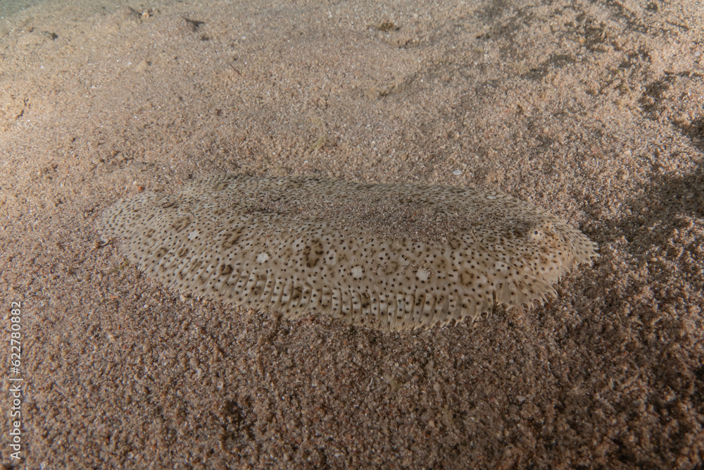 Fototapeta premium Fish swimming in the Red Sea, colorful fish, Eilat Israel 