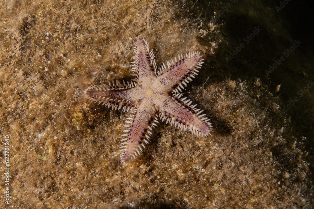 Starfish On the seabed in the Red Sea, Eilat Israel
Starfish On the seabed in the Red Sea, Eilat Israel