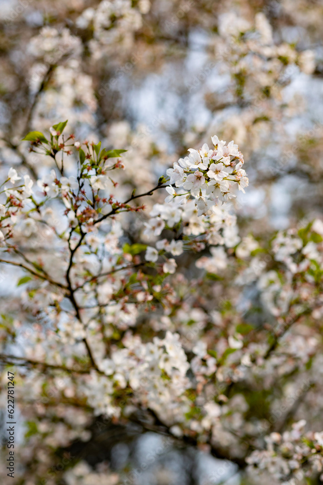 blooming tree