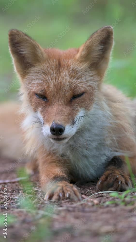 red fox vulpes red fox vulpes