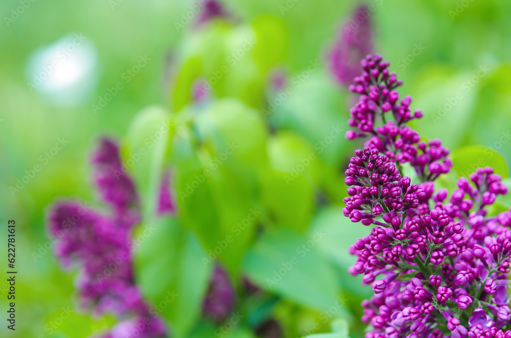 Obraz premium Spring view of blooming lilacs. Lilac branch with leaves on a background of green spring grass. Natural floral background.
