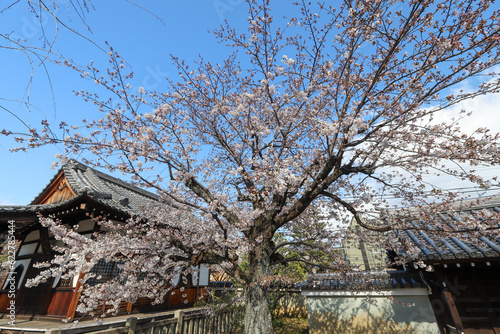 上品蓮台寺の枝垂れ桜 © ykimura65