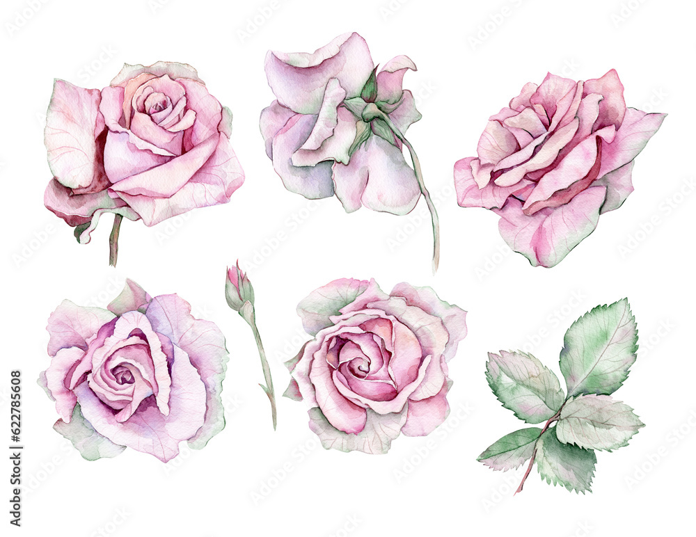 Watercolor pin roses Watercolor pin roses