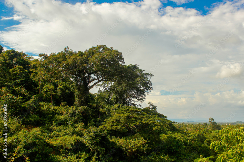 Tree of life. Landscape in Kep national park. Cambodia Tree of life. Landscape in Kep national park. Cambodia