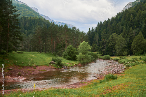 Creek flowing through green trees photo