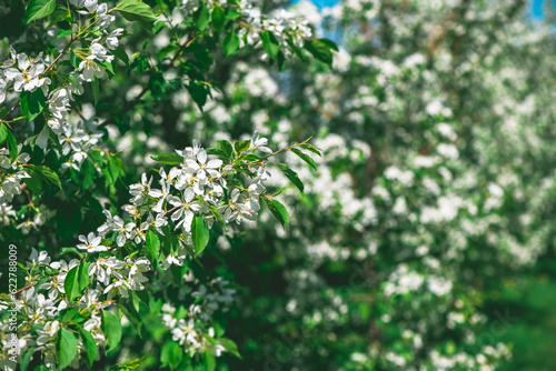 Fresh beautiful flowers of the apple tree blooming in the spring