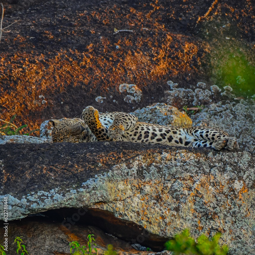 leopard on the rock