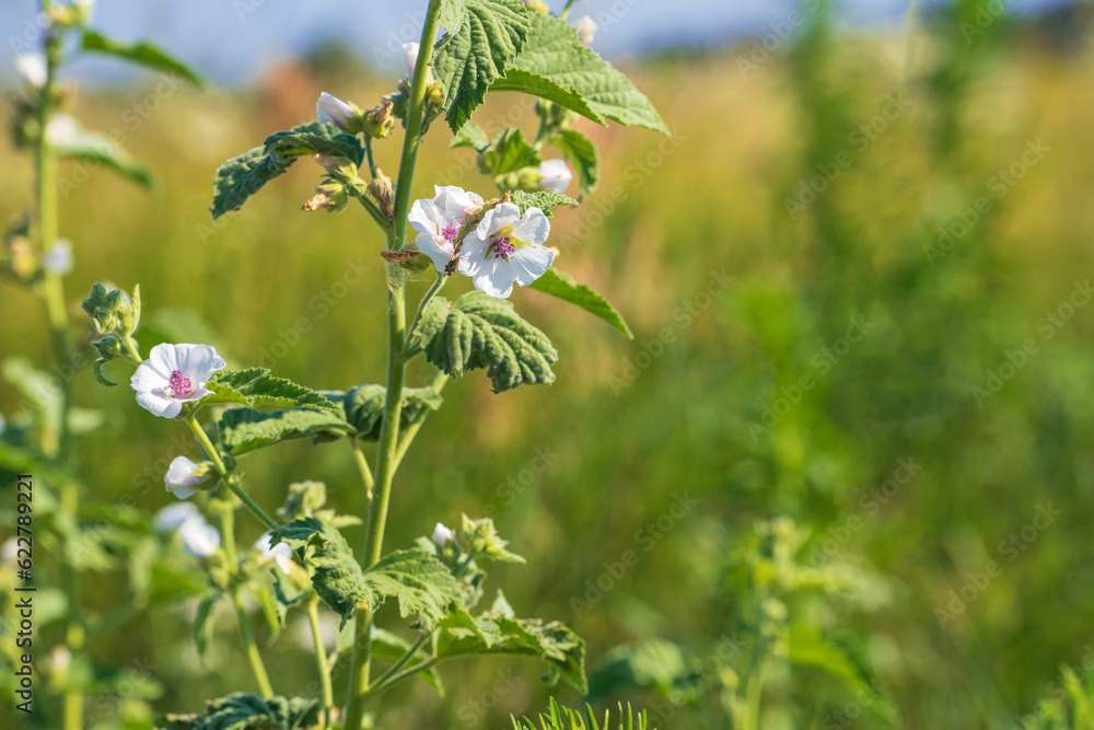 Althaea officinalis, or marsh-mallow. Flowering meadow. Place for text. Althaea officinalis, or marsh-mallow. Flowering meadow. Place for text.