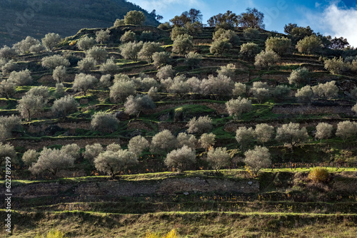 Vineyards on a mountain slope