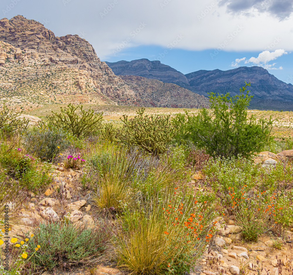 Wildflowers and The Wilson Cliffs Along The SMYC Trail, Red Rock Canyon National Conservation Area, Nevada, USA Wildflowers and The Wilson Cliffs Along The SMYC Trail, Red Rock Canyon National Conservation Area, Nevada, USA