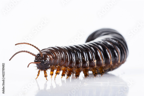 millipede on a white background