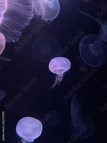 Jellyfish 3