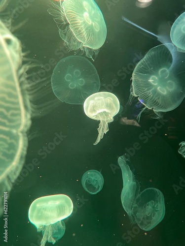 Jellyfish 1