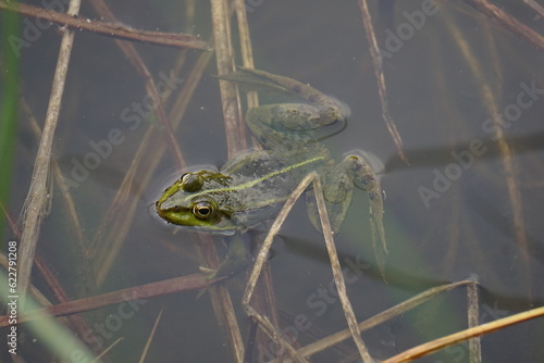 Żaba wodna- mieszaniec żaby jeziorkowej i żaby śmieszki z grupy żab zielonych. Wybiera obficie zarośnięte wody stojące.