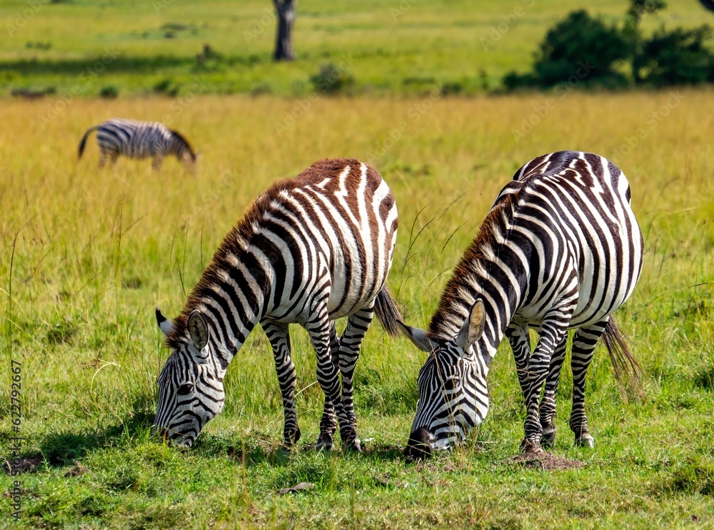 Close-up of two zebras gracefully grazing in the savannah in Maasai Mara natural reserve, Kenya Close-up of two zebras gracefully grazing in the savannah in Maasai Mara natural reserve, Kenya