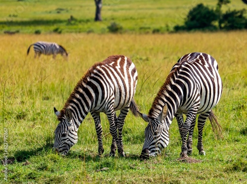 Close-up of two zebras gracefully grazing in the savannah in Maasai Mara natural reserve  Kenya