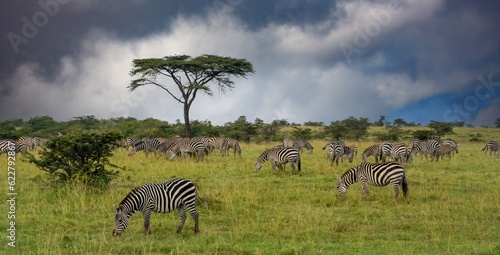 A herd of zebras on the savannah in the Maasai Mara, Kenya