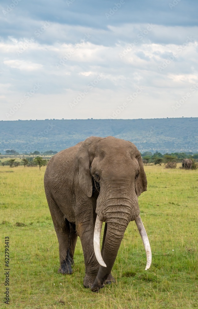 single elephant on the savanna, Maasai Mara reserve, Kenya,
