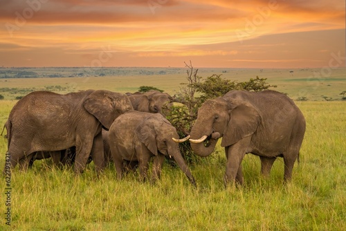 Herd of Elephants on the savannah in the Maasai Mara reserve, Kenya, Africa