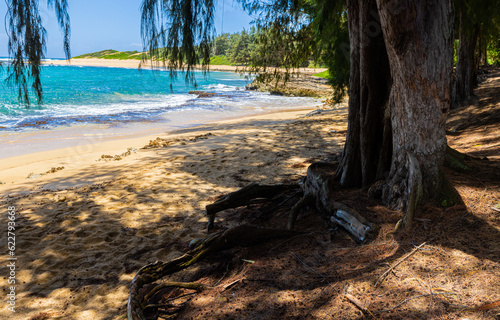 Ironwood Trees on Kawailoa Bay Beach, Mahaulepu Heritage Trail, Poipu, Kauai, Hawaii, USA photo