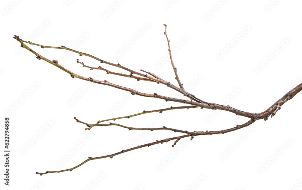 dry tree branch with buds. on a white background dry tree branch with buds. on a white background